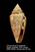 Conus clarus (f) segravei
